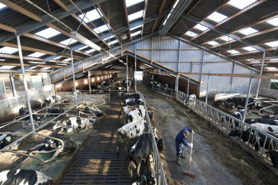 Intérieur d'une ferme laitière