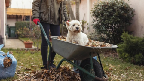 Small white terrier dog being pushed in wheelbarrow full of dried leaves in the fall