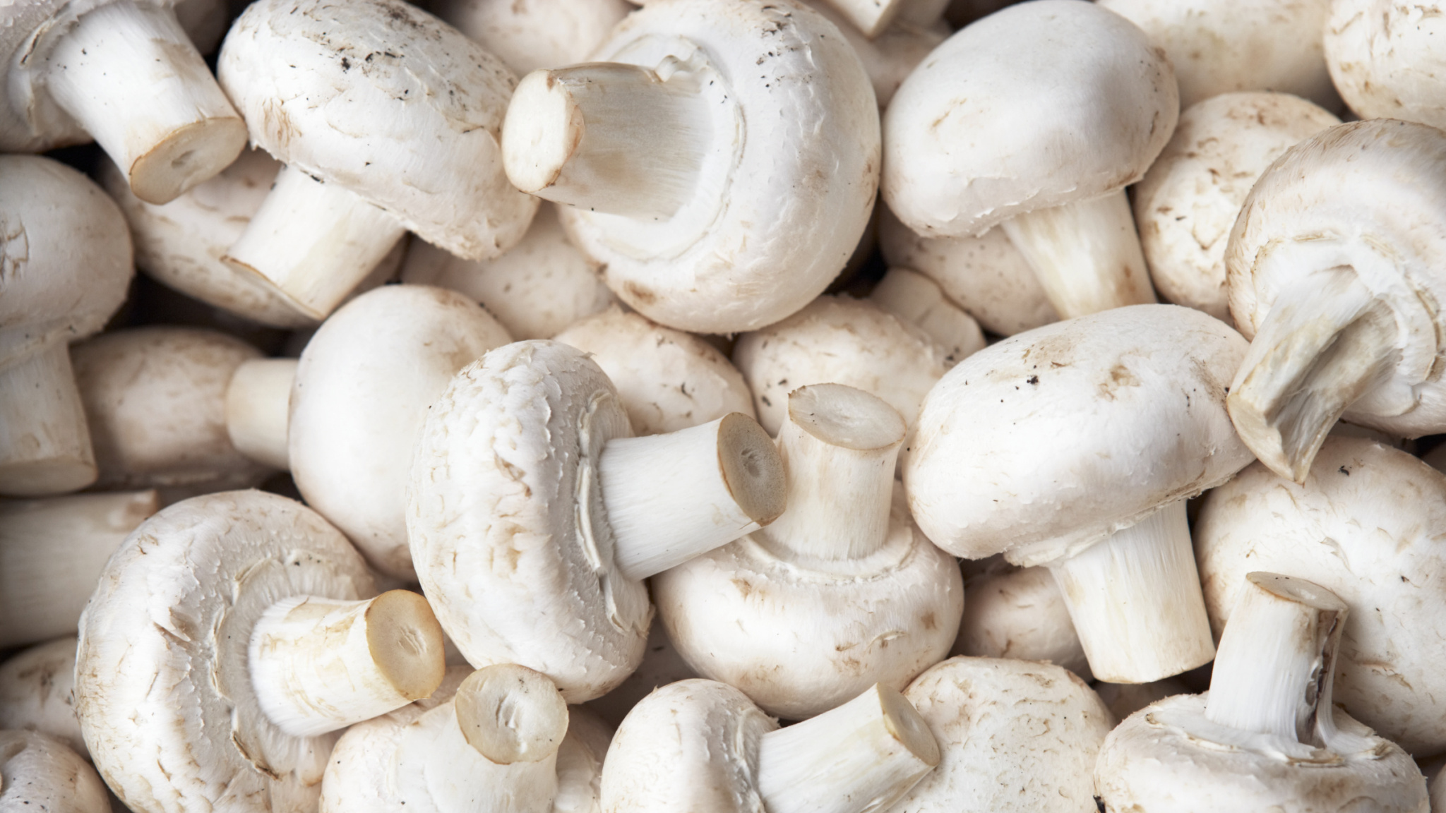 Loveday Mushroom Farms — Efficiency Manitoba