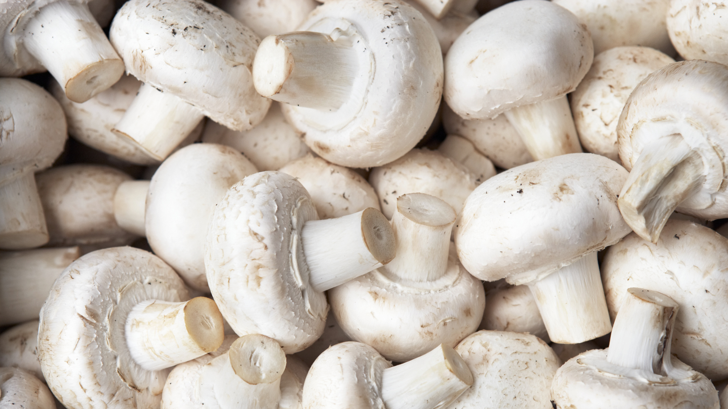 Pile of white button mushrooms