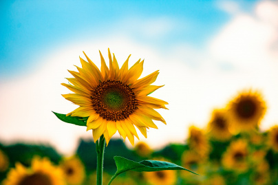 Tournesols dans un champ